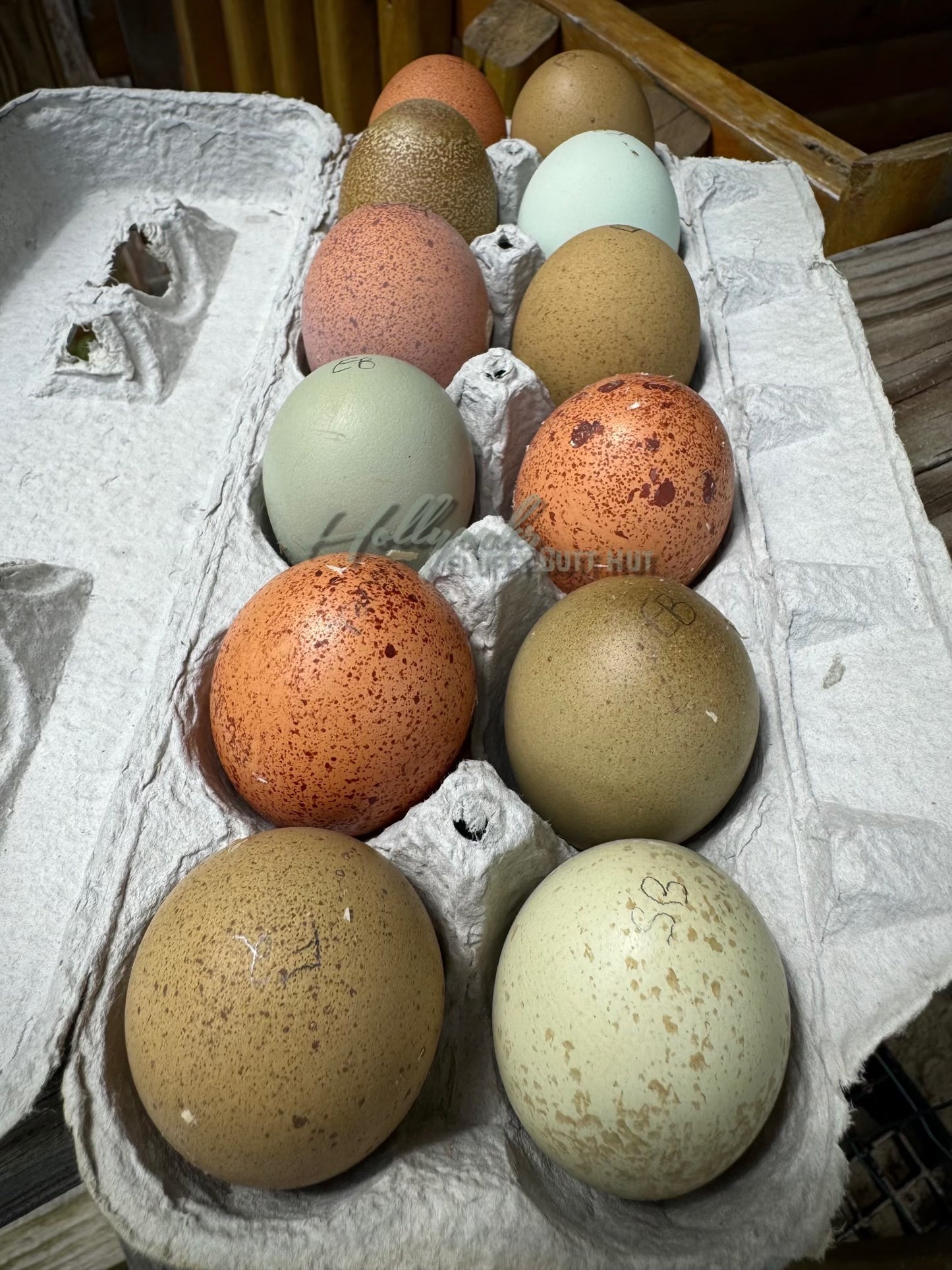 Breeders Choice Hatching Eggs