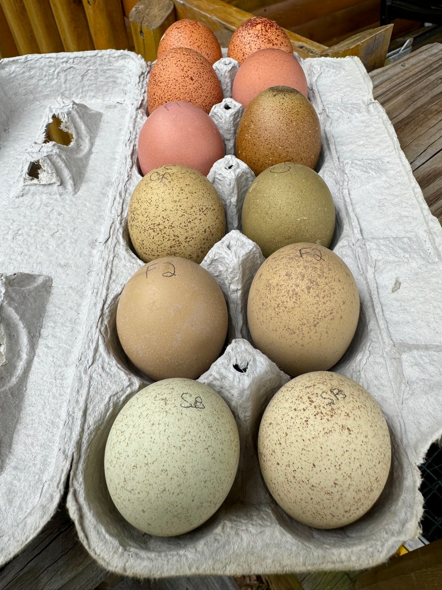 Breeders Choice Hatching Eggs