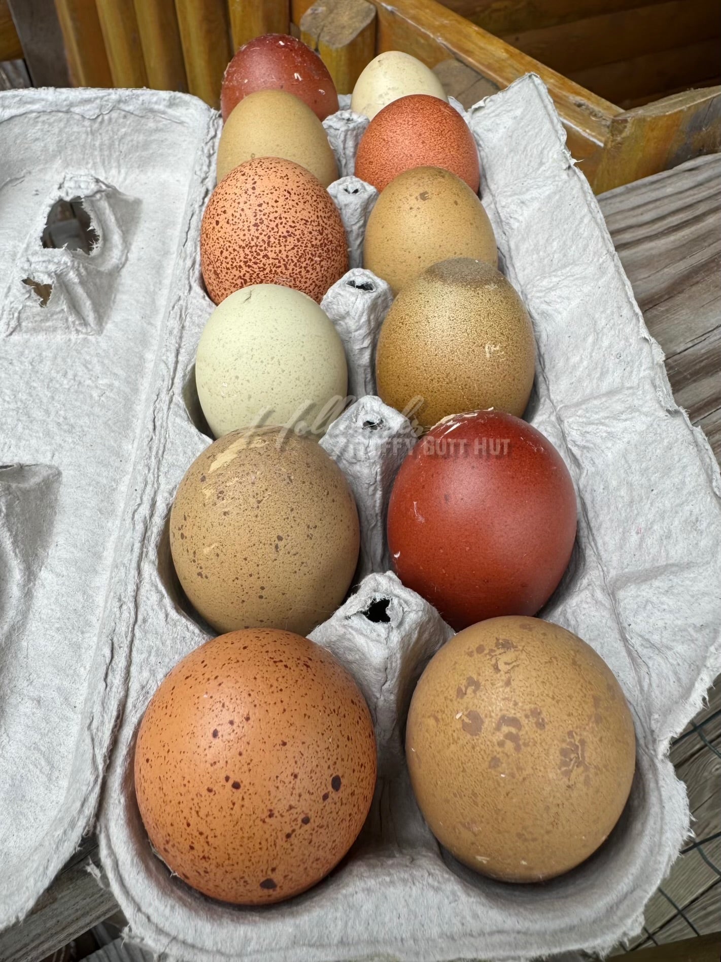 Breeders Choice Hatching Eggs