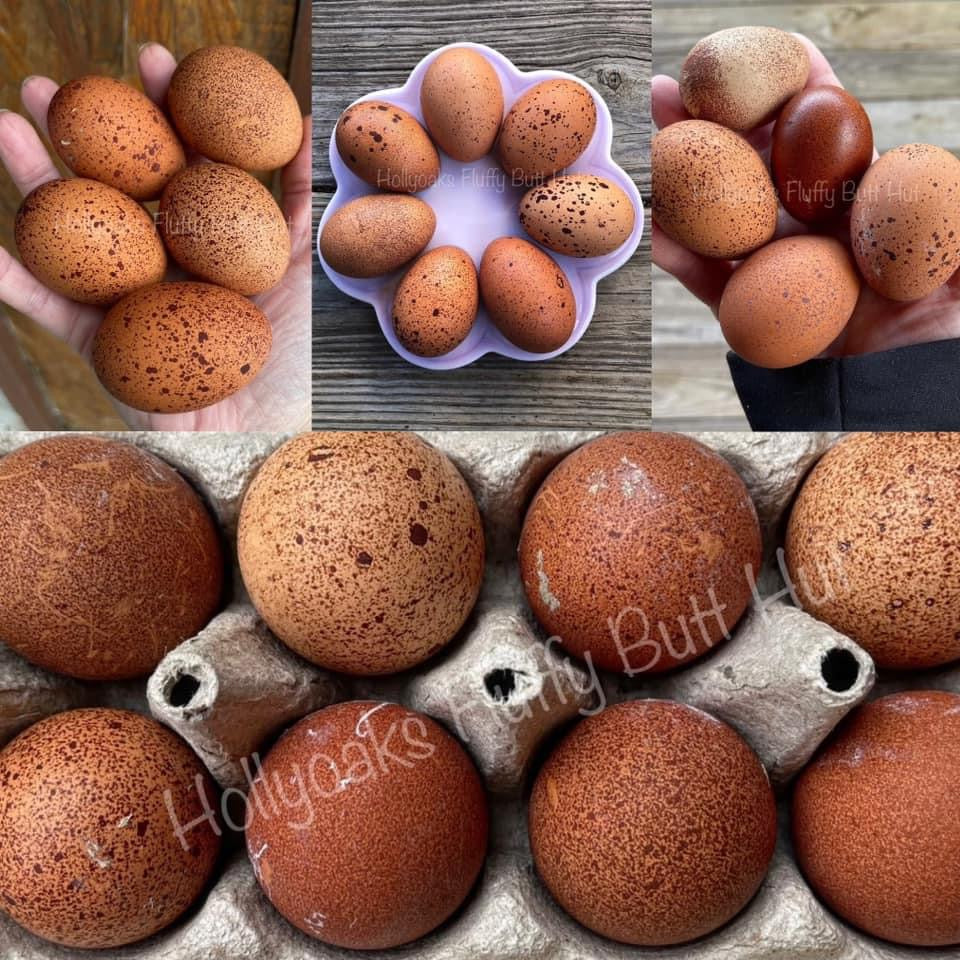 SOLD OUT FOR 2025 (6) Welsummer Hatching Eggs