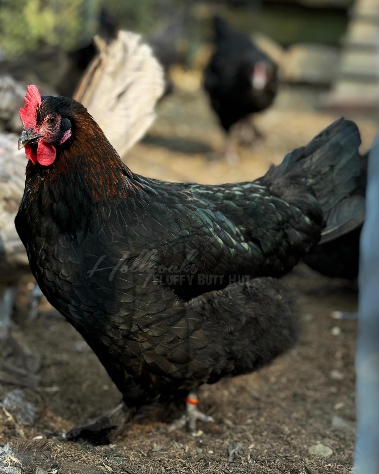 (6) Black Copper Marans Hatching Eggs