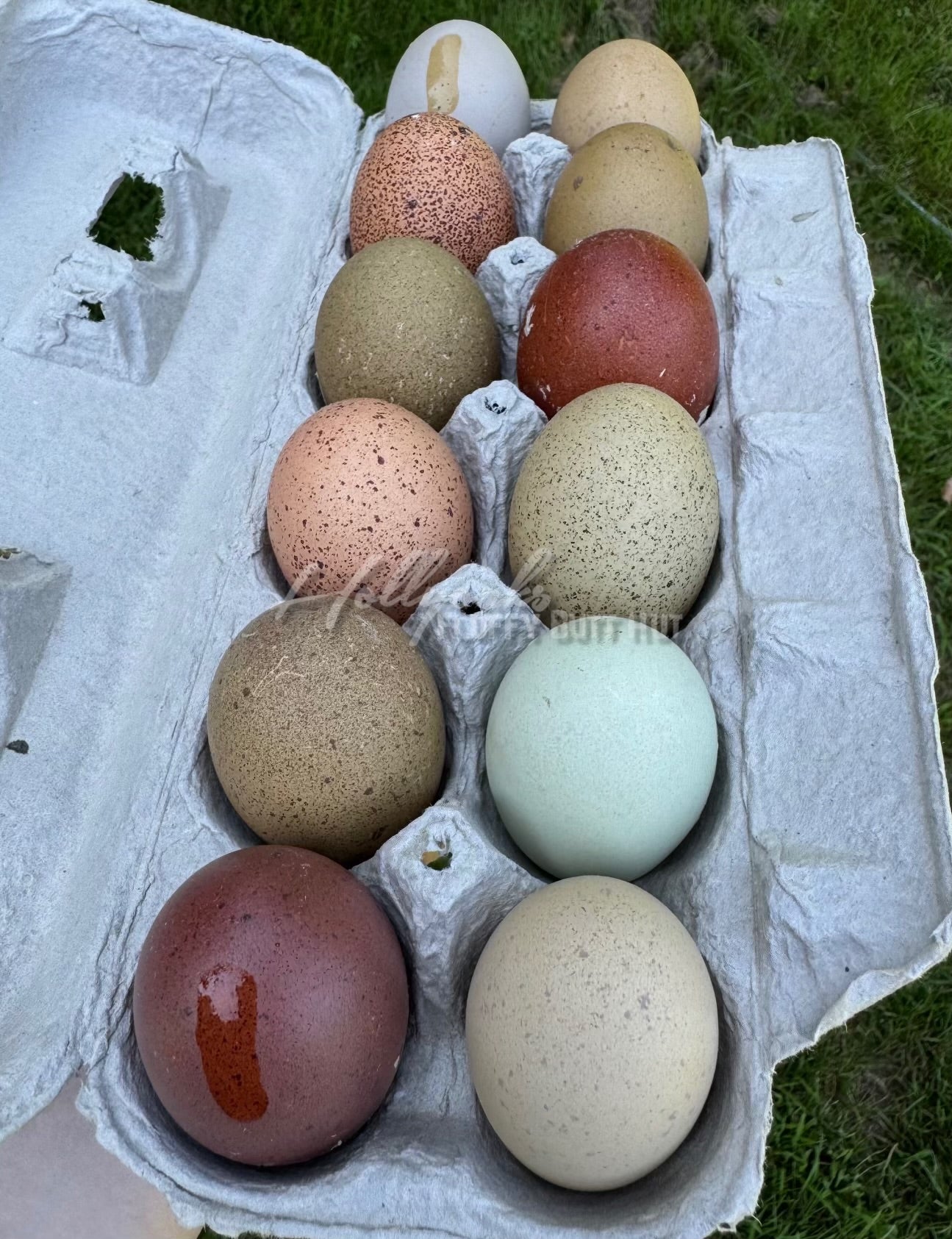 Breeders Choice Hatching Eggs