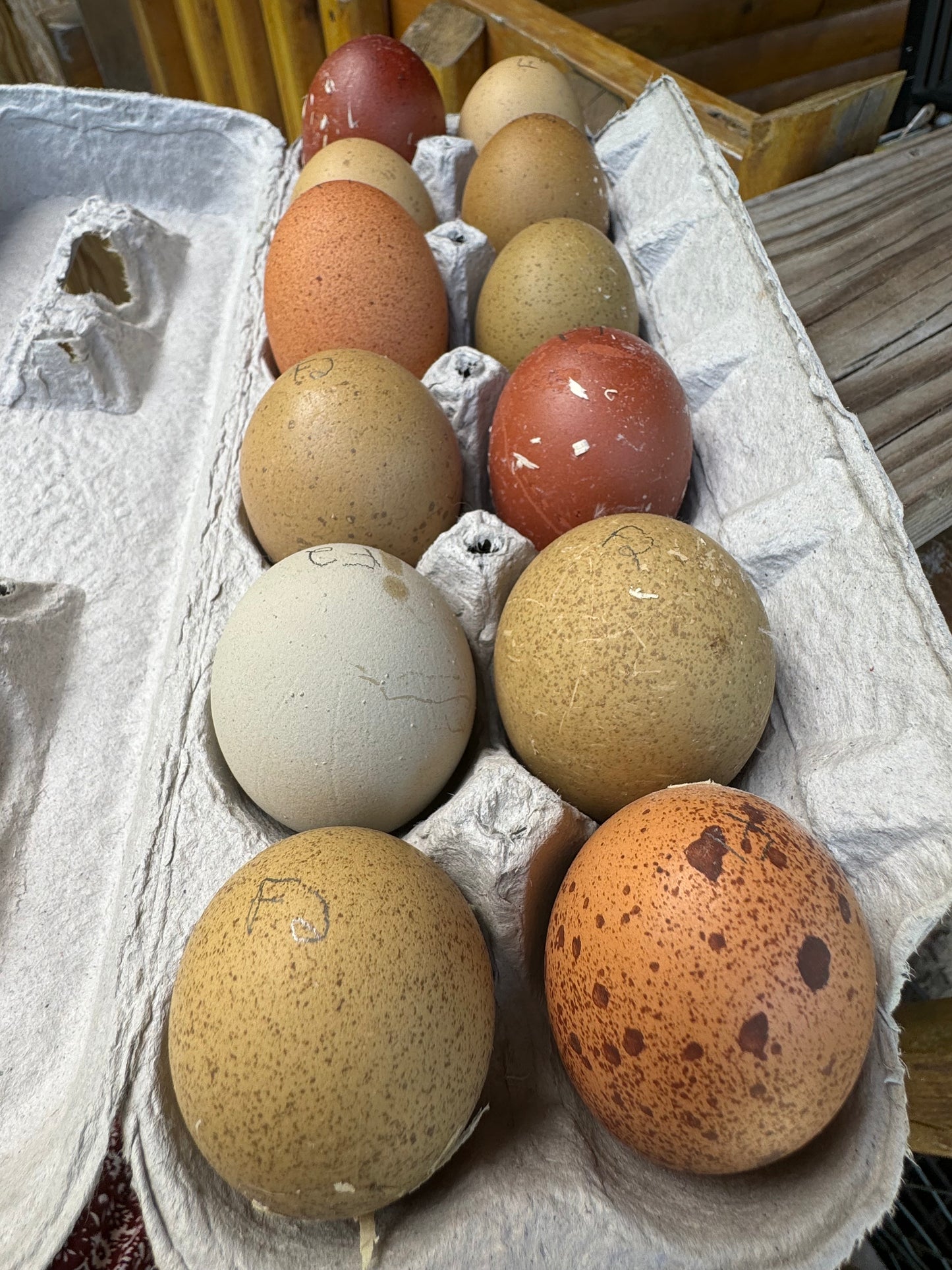 Breeders Choice Hatching Eggs