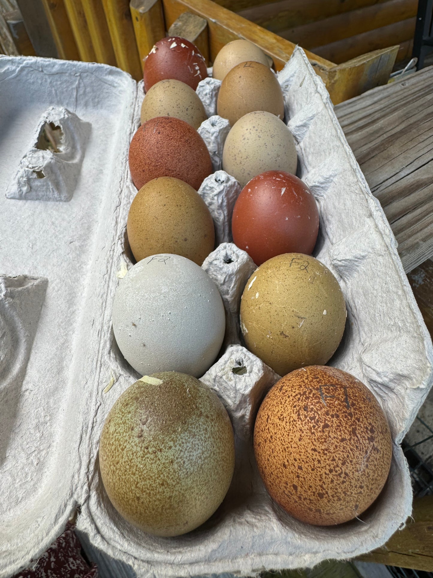 Breeders Choice Hatching Eggs