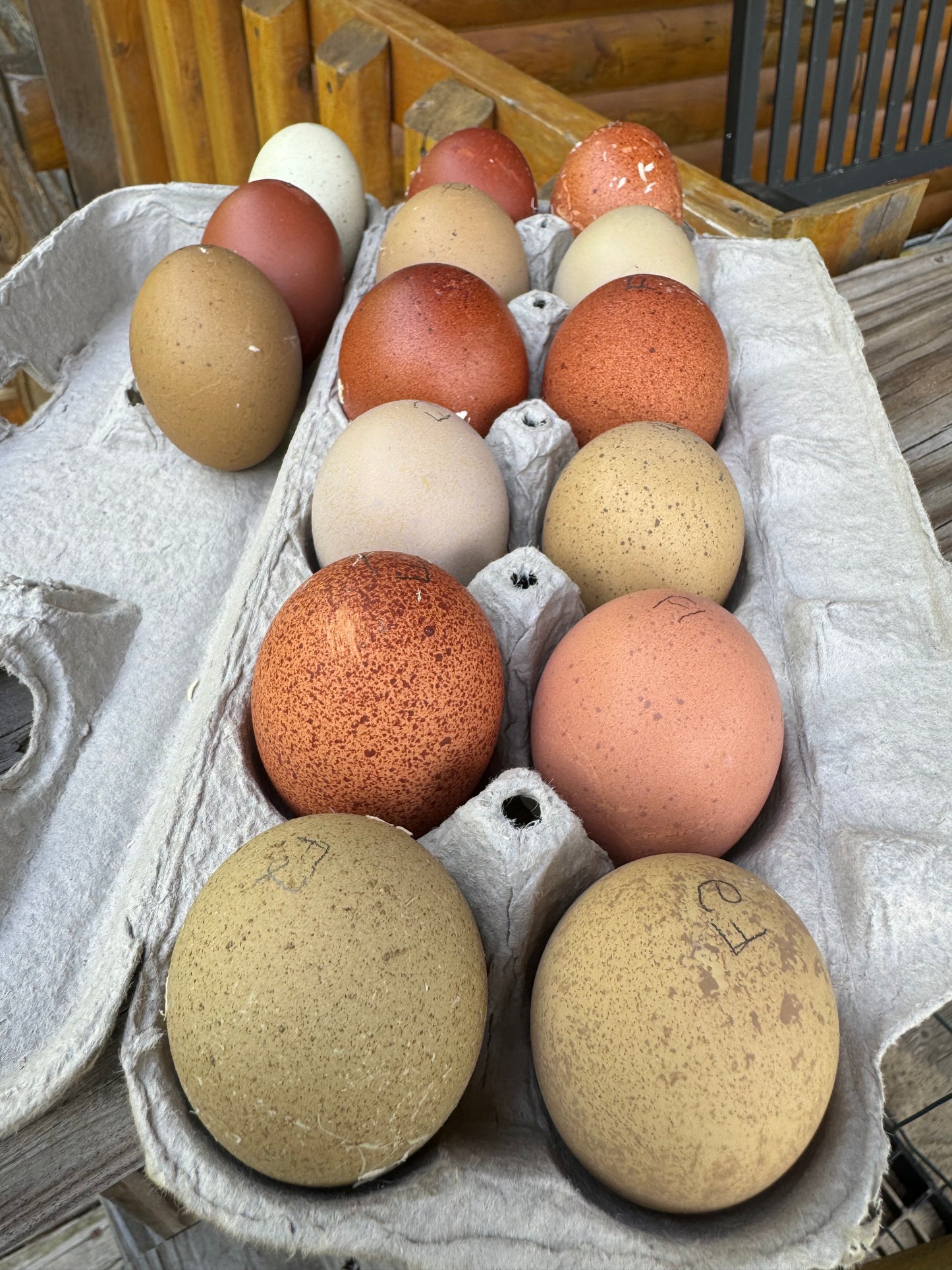 Breeders Choice Hatching Eggs