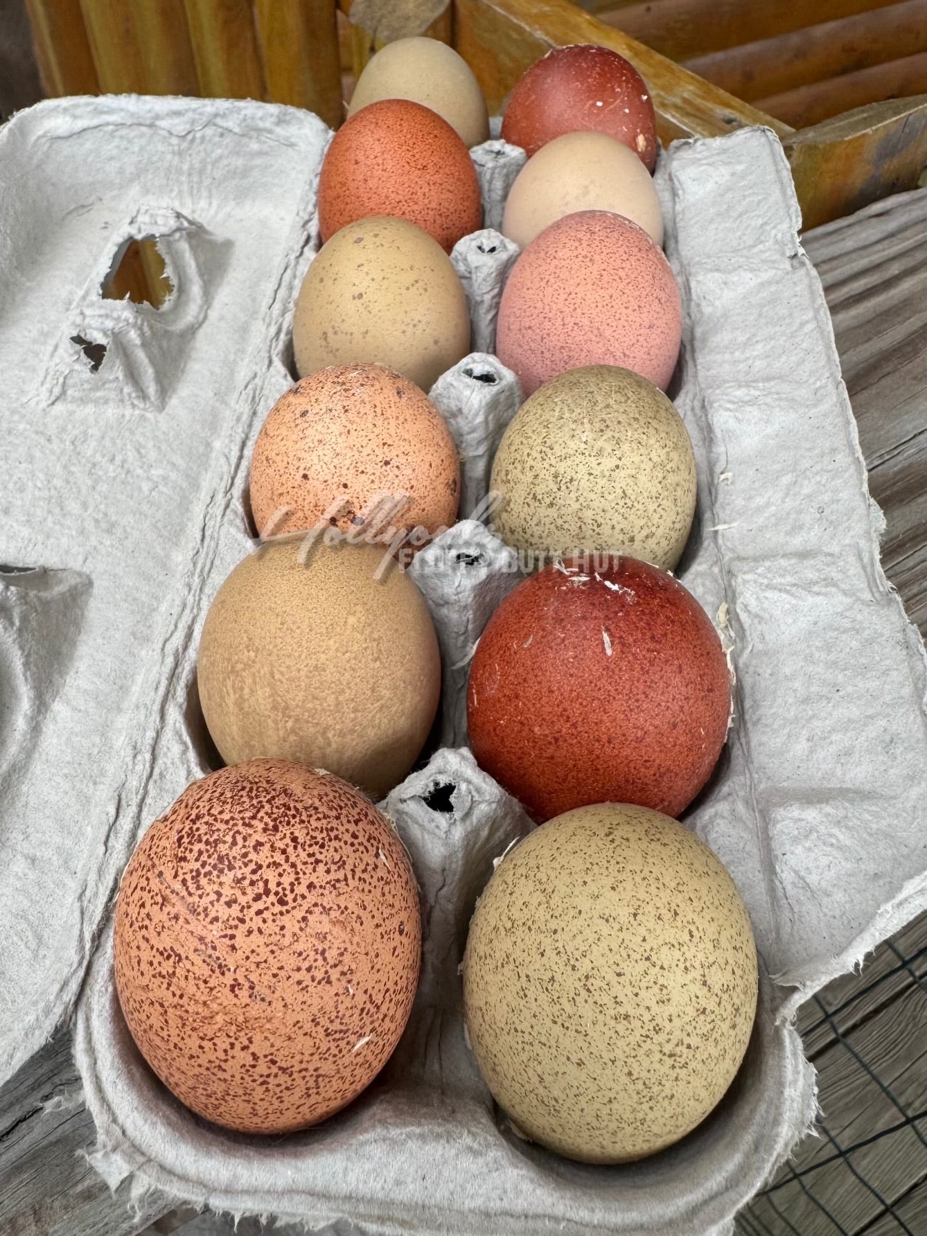 Breeders Choice Hatching Eggs