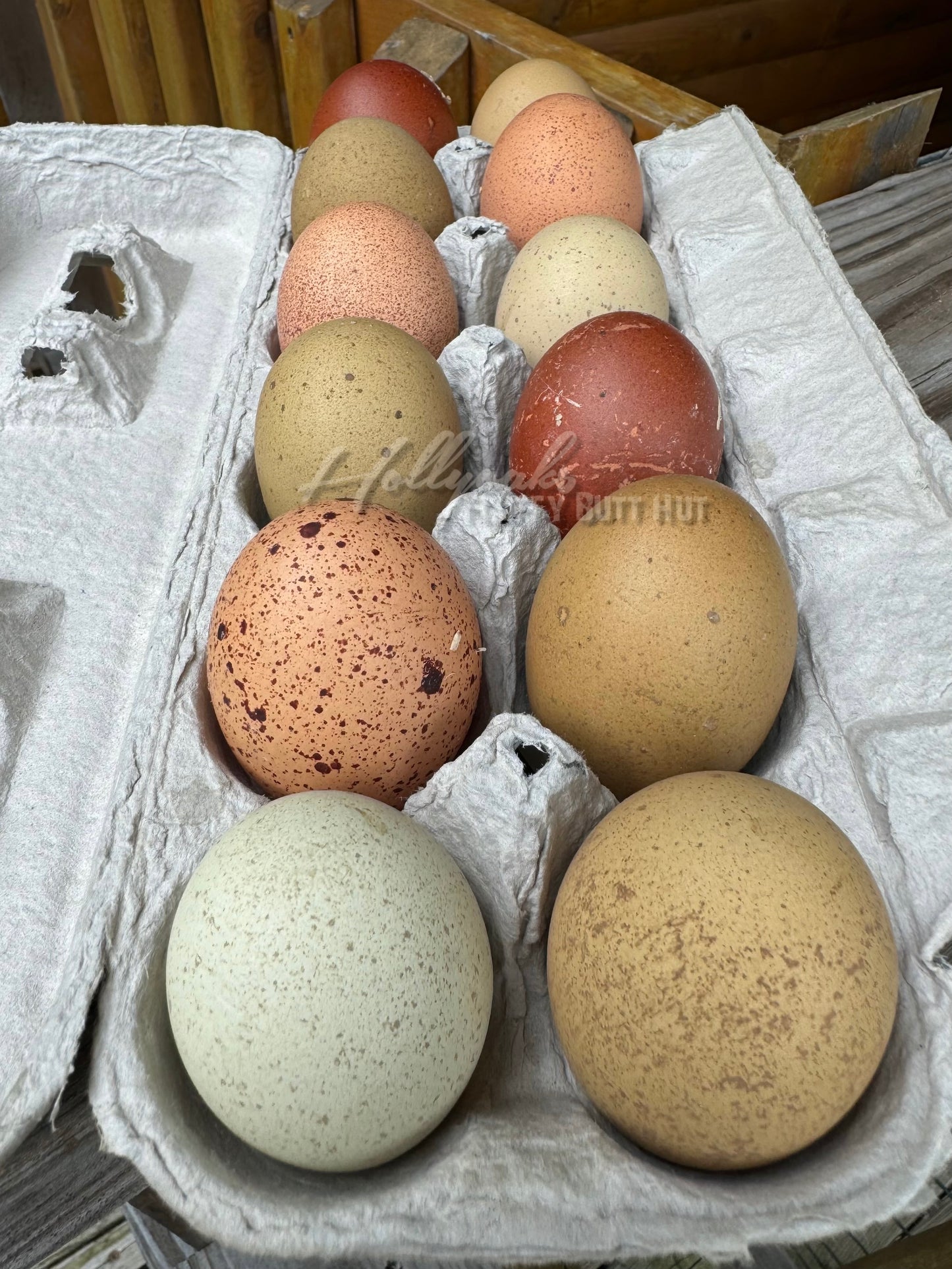 Breeders Choice Hatching Eggs