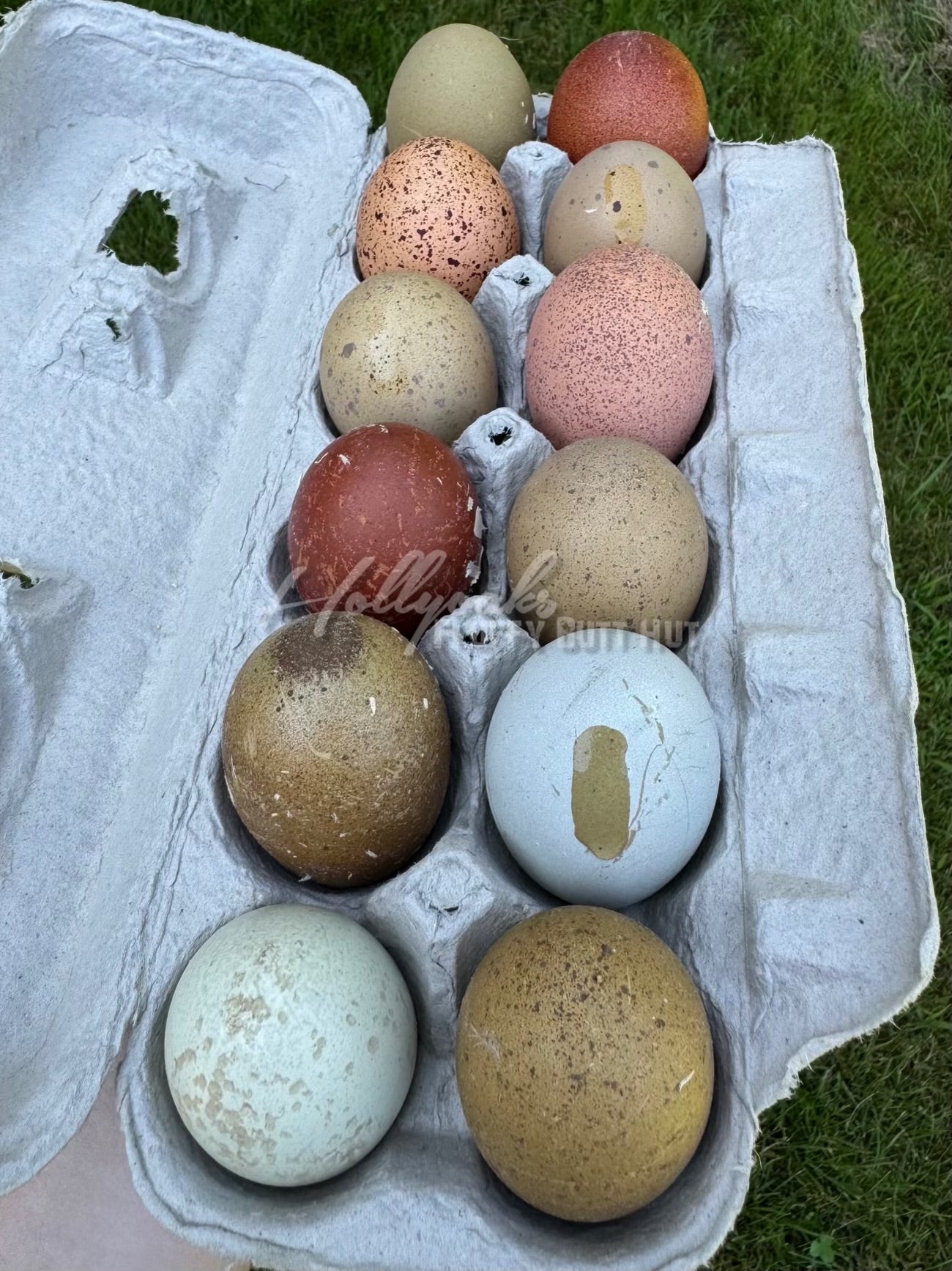 Breeders Choice Hatching Eggs