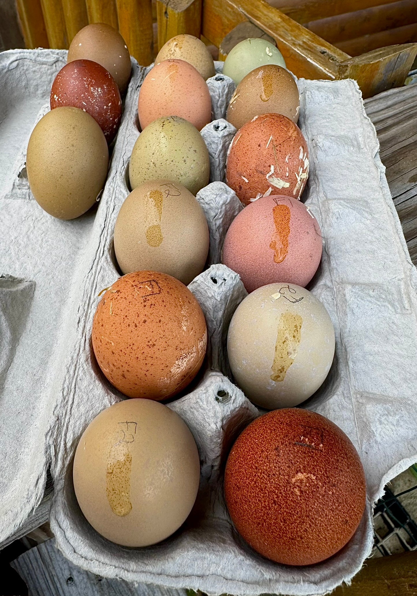 Breeders Choice Hatching Eggs