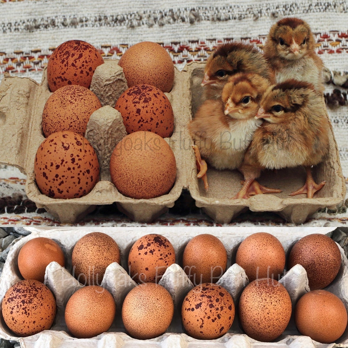 SOLD OUT FOR 2025 (6) Welsummer Hatching Eggs