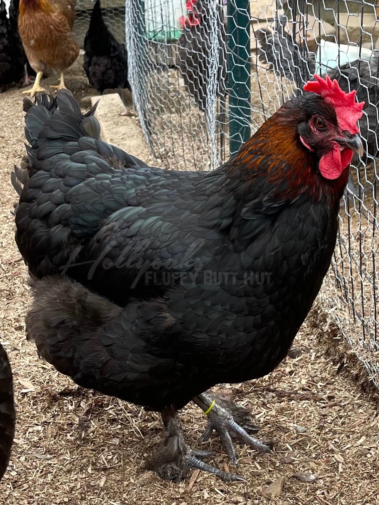 (6) Black Copper Marans Hatching Eggs