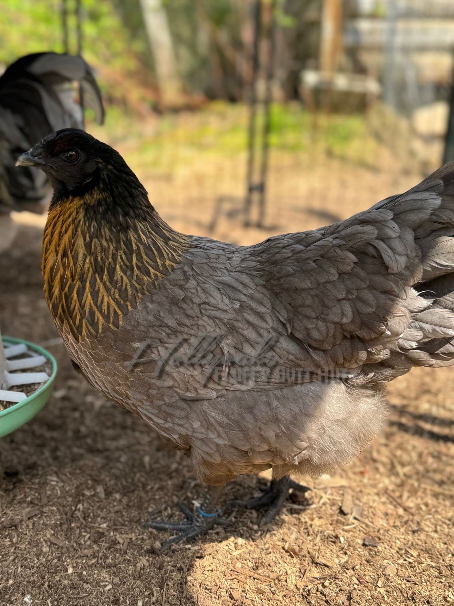 Ebony Egger Hatching Eggs (Project Dozen)