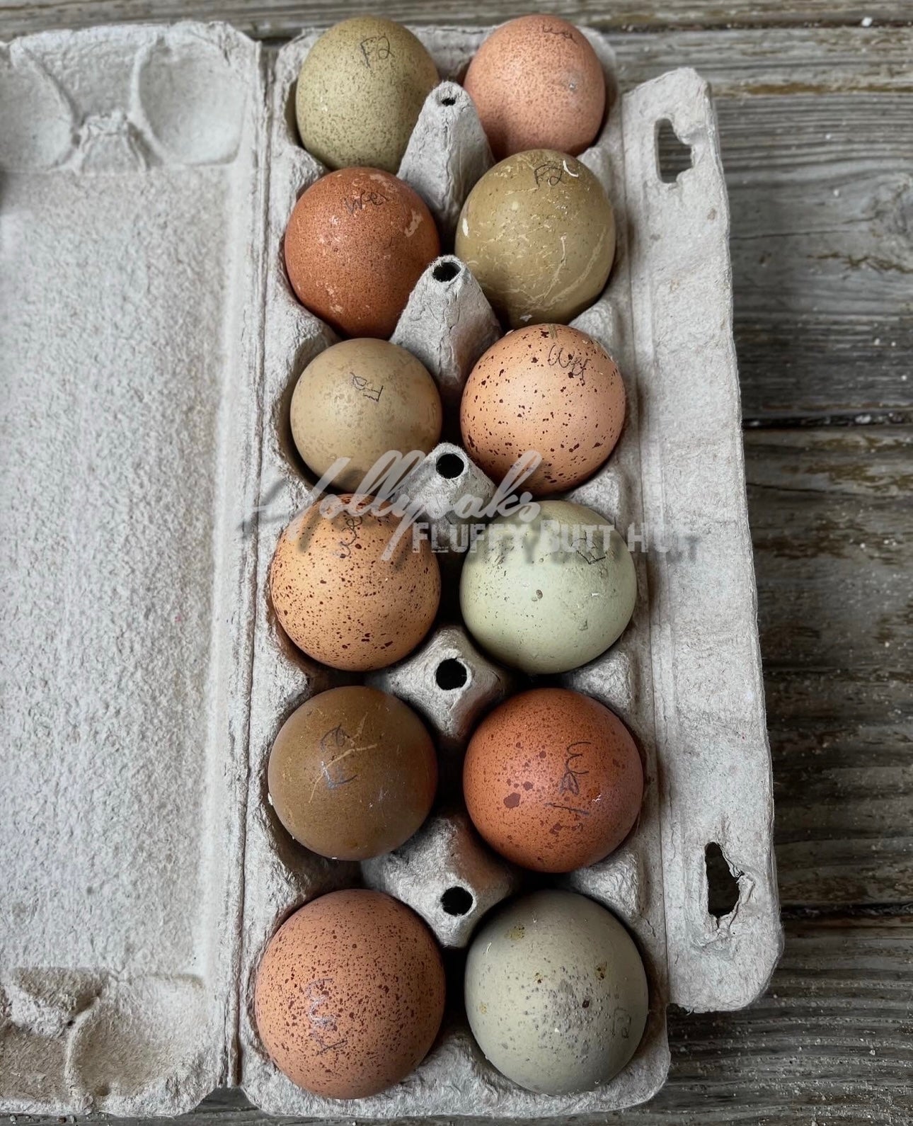 Breeders Choice Hatching Eggs