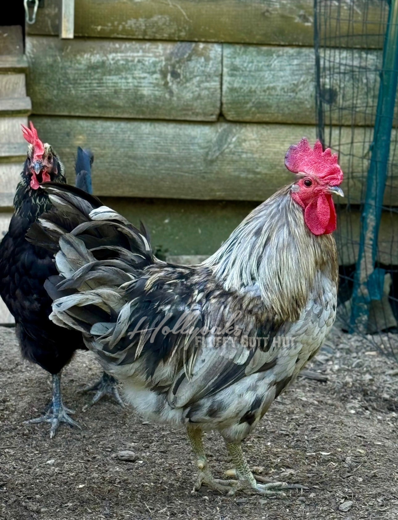 (6) Silverudd's Blue Hatching Eggs