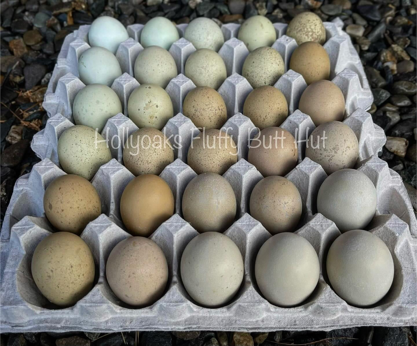 (6) Silverudd's Blue Hatching Eggs