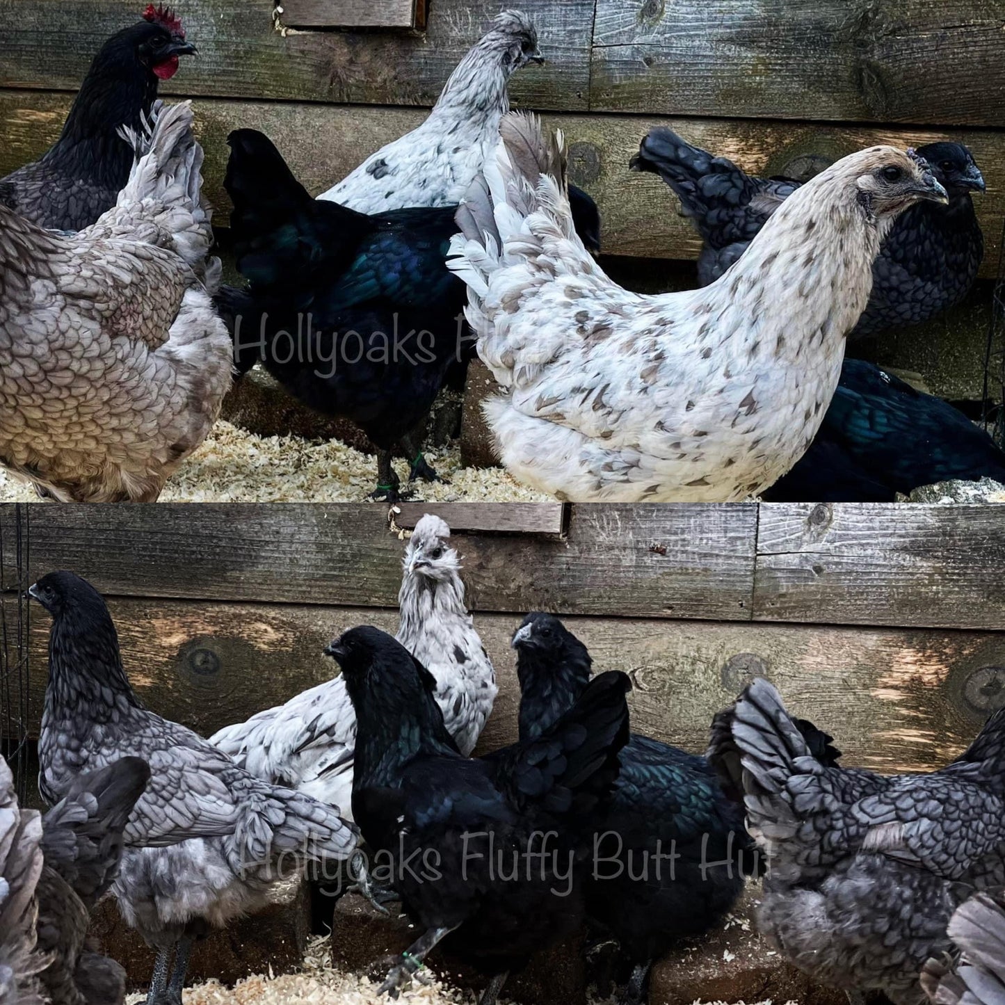 Ebony Egger Hatching Eggs (Project Dozen)