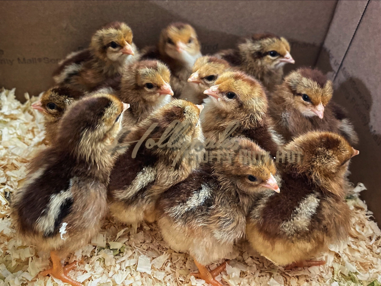 SOLD OUT FOR 2025 (6) Welsummer Hatching Eggs