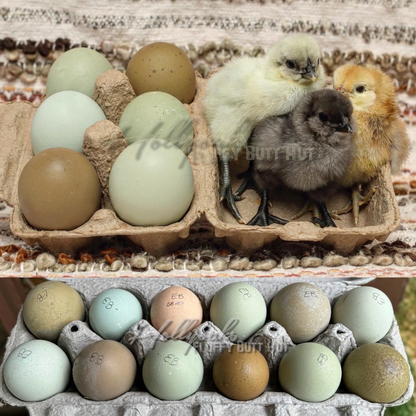 Ebony Egger Hatching Eggs (Project Dozen)