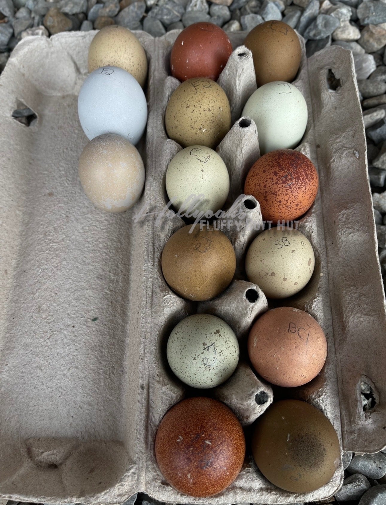 Breeders Choice Hatching Eggs