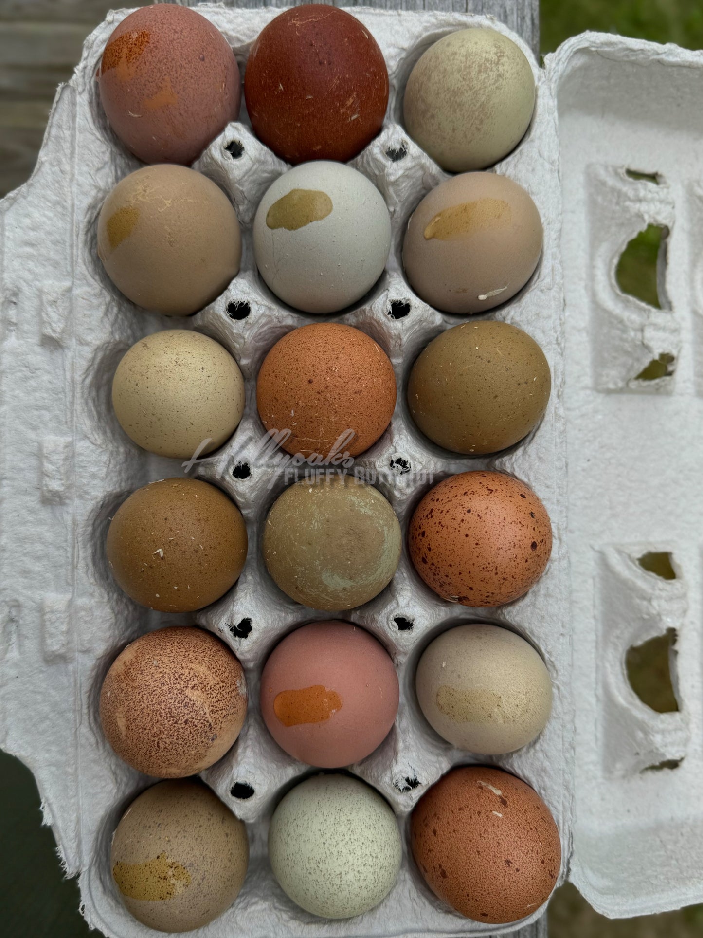 Breeders Choice Hatching Eggs