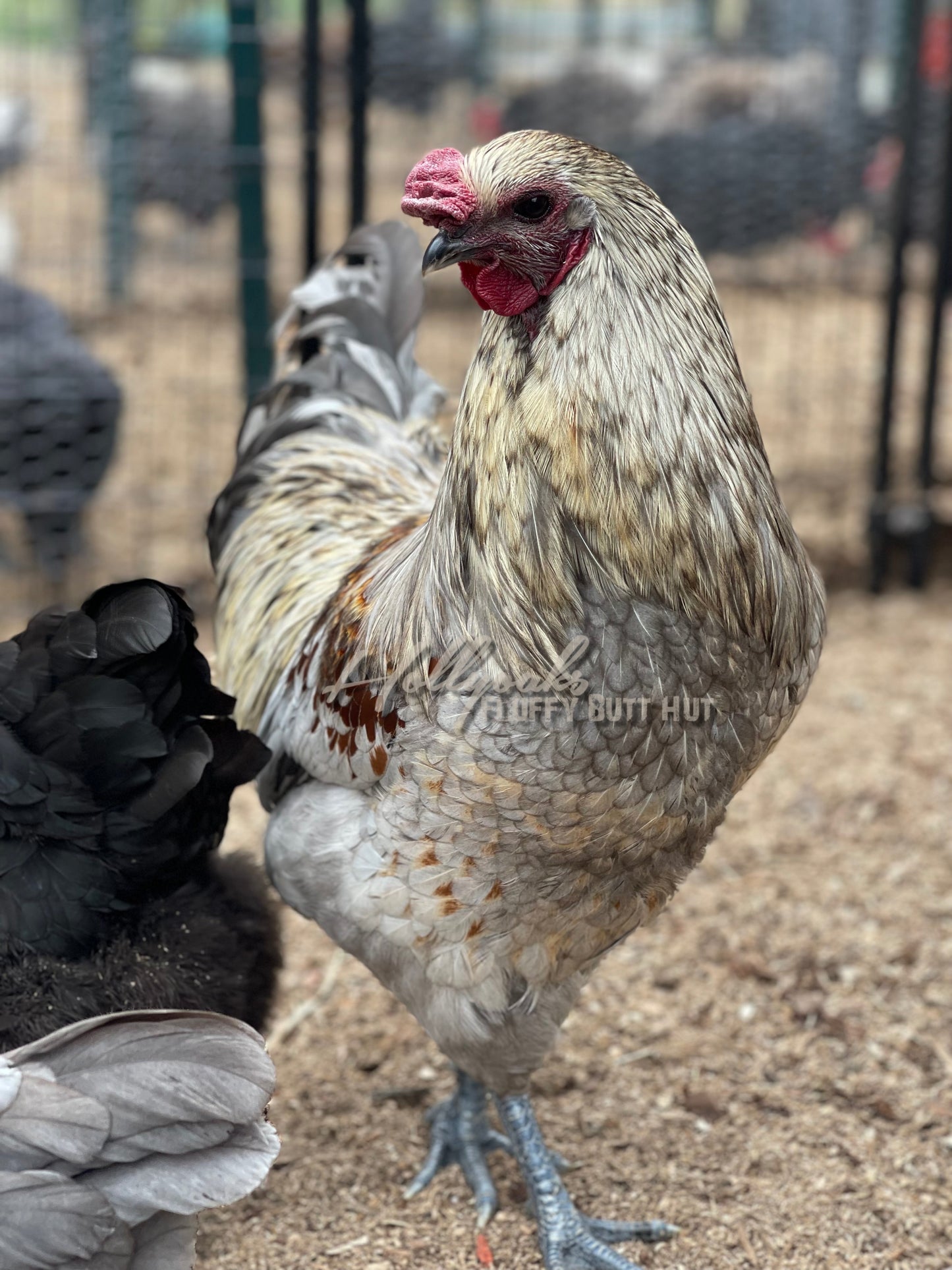 Ebony Egger Hatching Eggs (Project Dozen)