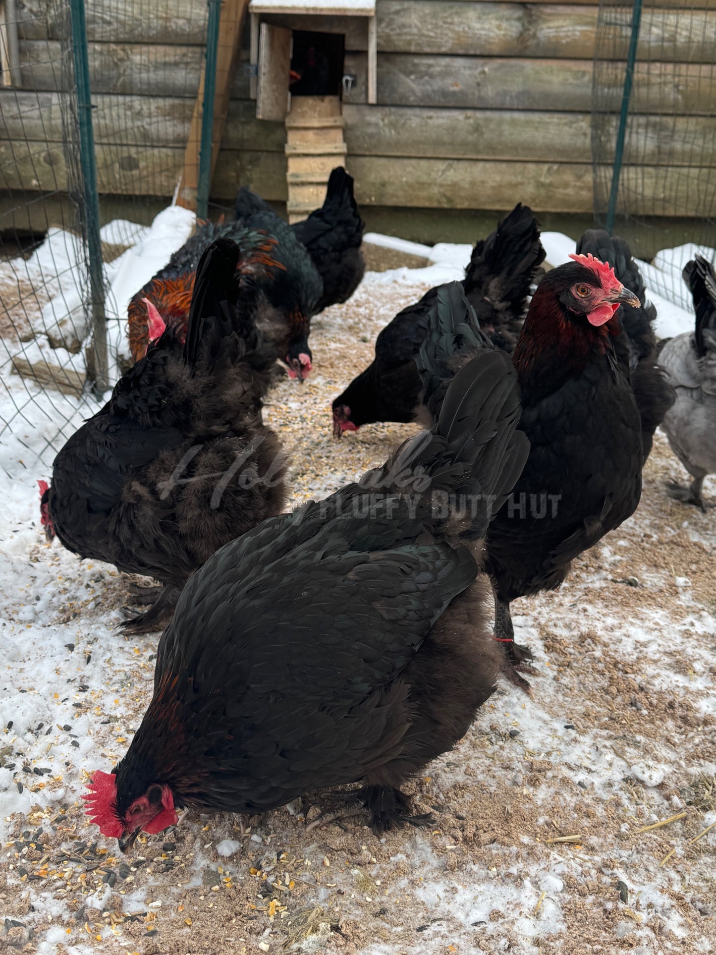 (6) Black Copper Marans Hatching Eggs