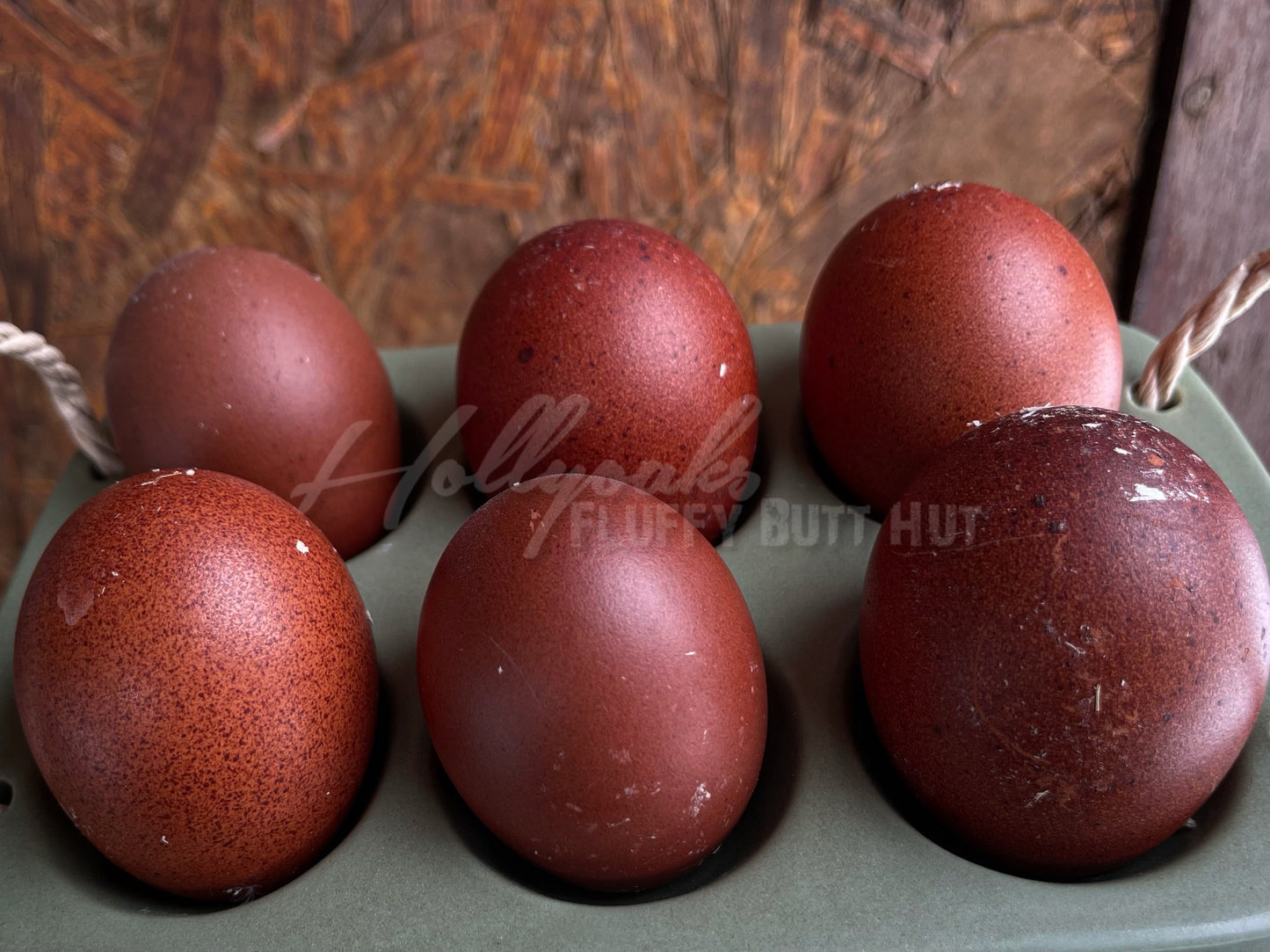 (6) Black Copper Marans Hatching Eggs