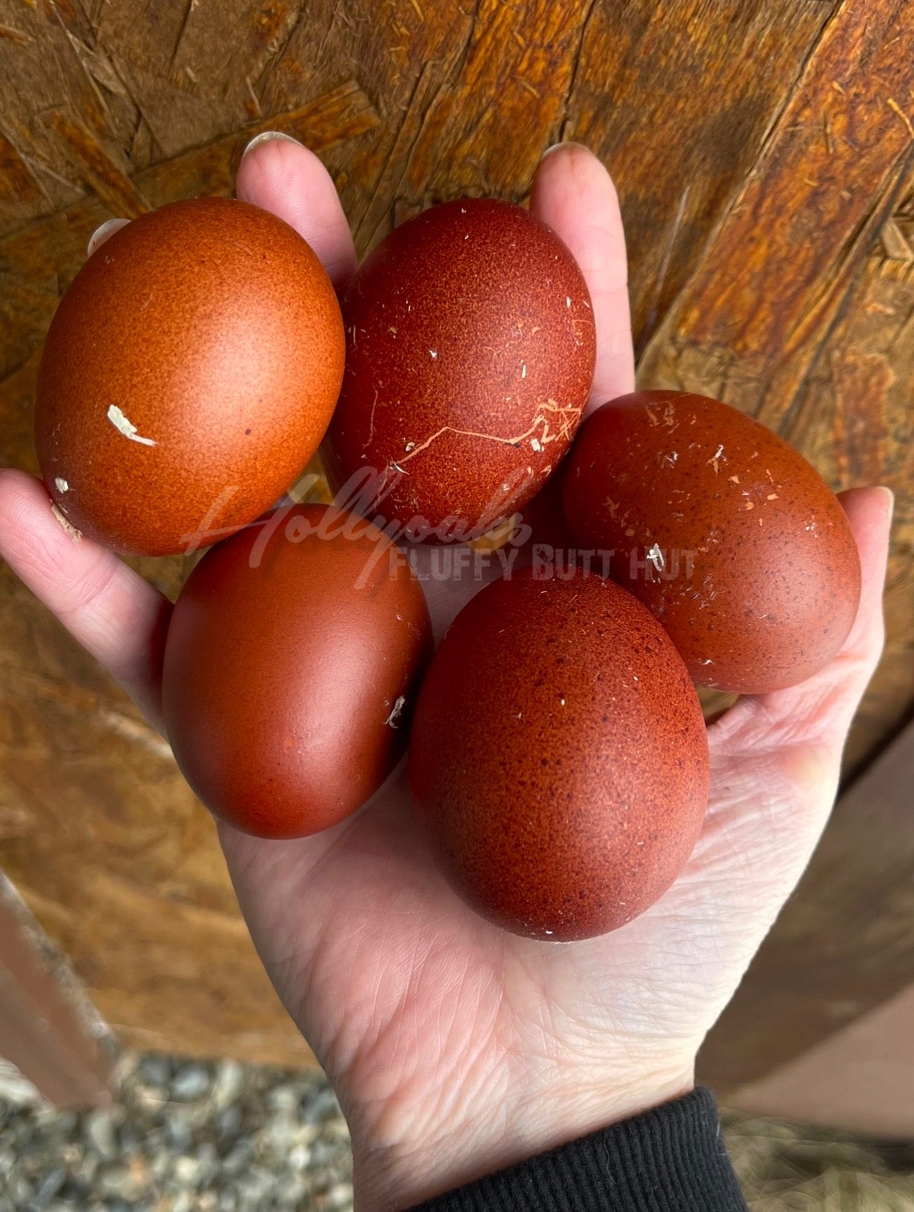 (6) Black Copper Marans Hatching Eggs