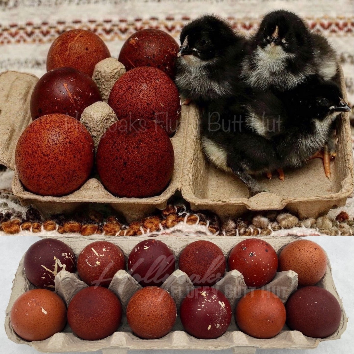 (6) Black Copper Marans Hatching Eggs