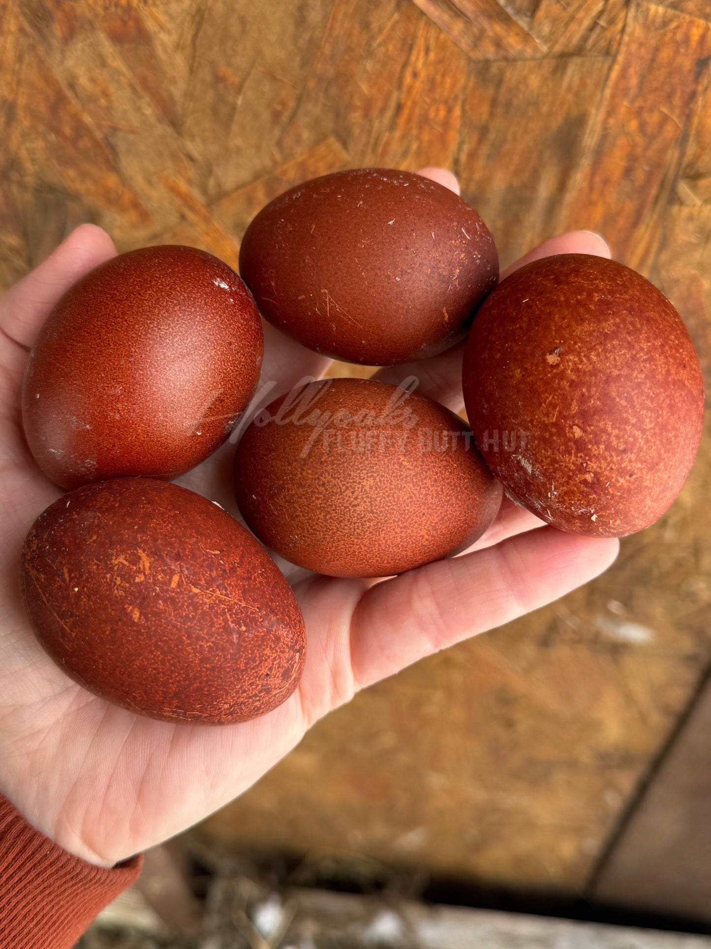 (6) Black Copper Marans Hatching Eggs